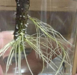 养花窍门 在浇花水里放两种过期小药片,植物开始疯长