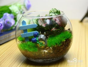 视频 图文 苔藓微景观生态瓶制作过程教程