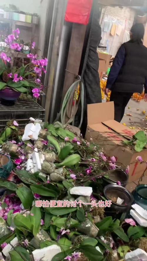 2023年花卉市场买花