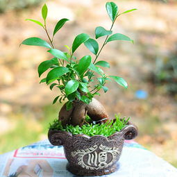 鬼鬼之清新植物杂志