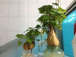 20种最容易水培的花卉植物,一看就会养