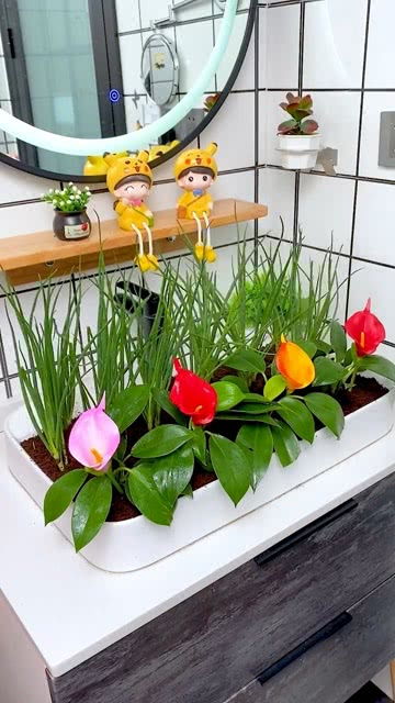 见过这样的椰砖土吗 用它种花种菜真的实用又方便
