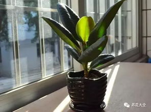 发财树长寿花 花总长不大是怎么回事