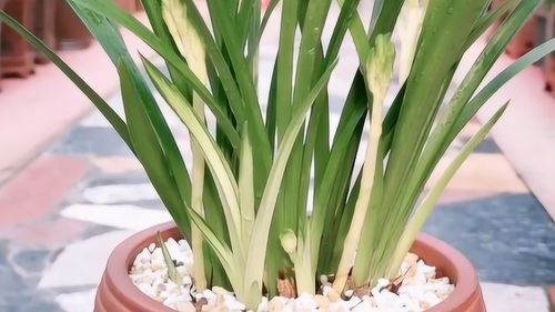 选择兰花植料,方法对了,成功60