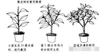 橡皮树冬天能剪顶端吗