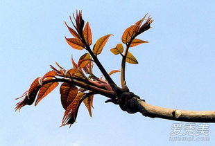 香椿芽怎么保存不掉叶 香椿芽怎么保存时间长 爱秀美