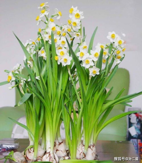 掌握一种好方法,水仙花 花量 翻倍,到了年前开得热闹