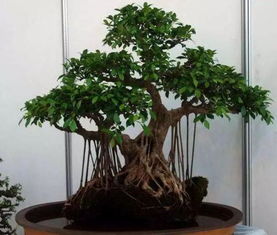 分享一些常见的花卉养殖注意事项 三