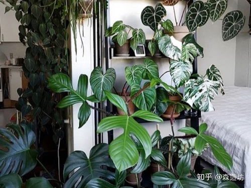 室内观叶植物首选,百搭龟背竹