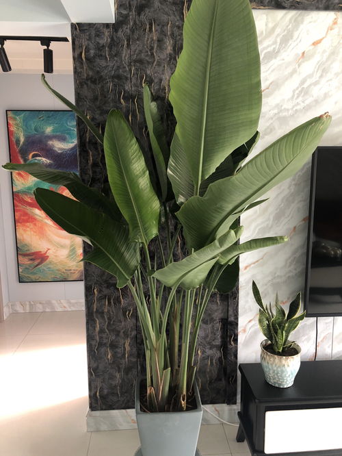 我家的天堂鸟 鹤望兰 叶子尖和边干巴往里卷是怎么回事 看起来很不开心的样子