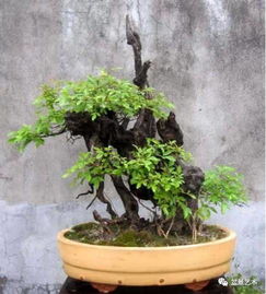 黄荆盆景的制作与养护