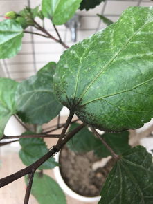 花花叶子变黑是细菌还是生虫 用什么药来杀 谢谢