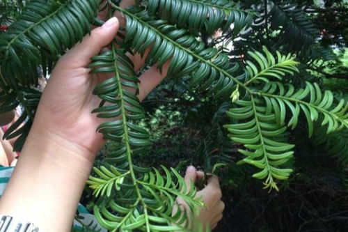红豆杉夏天怎么养 红豆杉夏季的养殖方法和注意事项