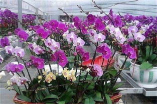 蝴蝶兰怎么种,4个步骤种植美丽蝴蝶兰