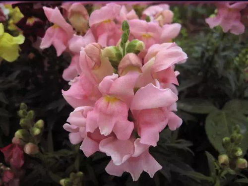 冬天盆栽养花选它,比绿萝还好养,花朵漂亮似牡丹,年年有花赏 栽培 玫瑰花 花卉
