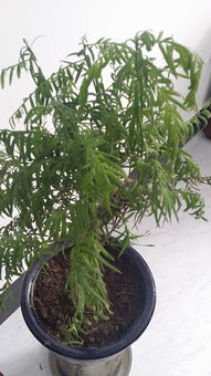 红豆杉水浇多