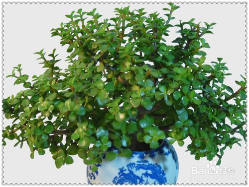 金枝玉叶花烂根了怎么处理