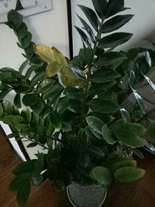 家里的植株金钱树有点枯了,该怎么办