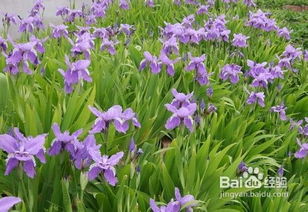 鸢尾花培育技术