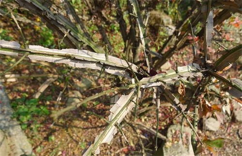 鬼箭羽的种植技术,农民掌握以下要点,收获高产优质的鬼箭羽