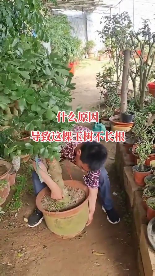 栽种玉树最好是用田园土,这棵玉树就是用营养土种植导致老不长根