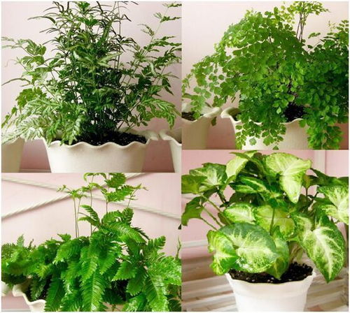 新房装修后多久才能入住 