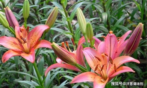 养百合很简单,做好 一剪,二包,三收藏 百合年年开花旺 种球