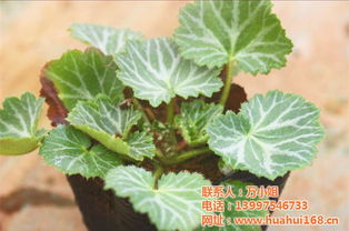 盆栽植物摆放 华盛园林绿化 在线咨询 福田盆栽植物高清图片 高清大图