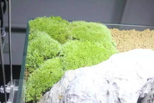 水草大师 用三块石头做两种风格的水陆缸