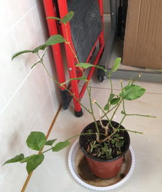 请问这盆茉莉该如何修剪 这冬季里能剪枝吗 谢谢