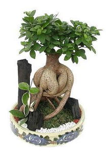 这是什么植物