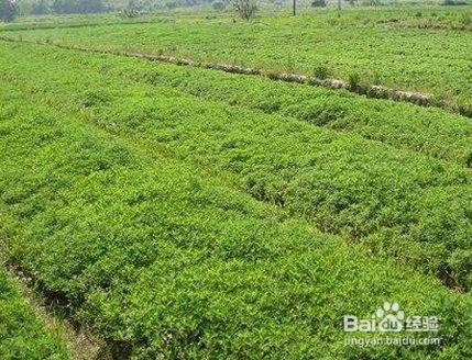 艾草的种植技术及养护方法