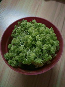 万年黄金草怎么养