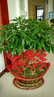 腰缠万贯花