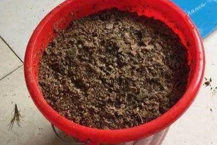 养花就用这种土,不花钱,还肥的流油,养花蹭蹭长 园土