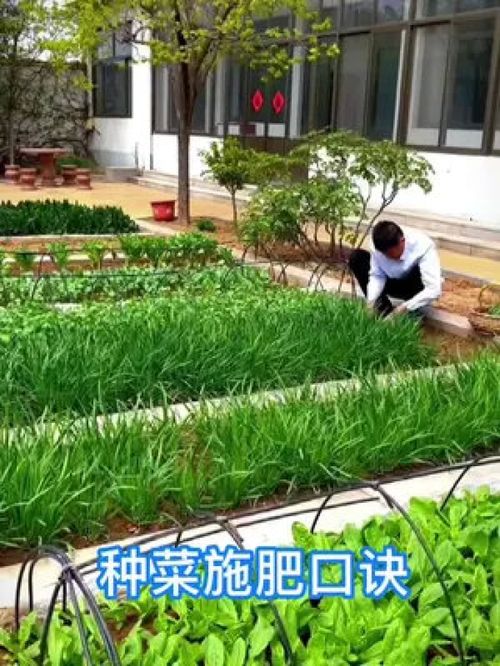 种菜不施肥,你说你片谁,想要蔬菜长得好选对肥料很重要 种菜施肥口诀 施肥 在家种菜 家庭种植 三农 农业种植