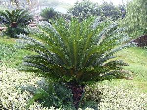 铁树 观赏植物 搜狗百科