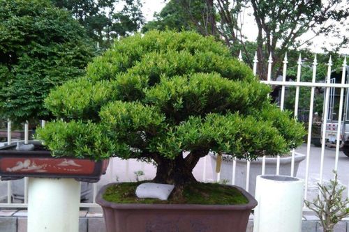 盆栽雀舌黄杨冬天能耐最低多少温度
