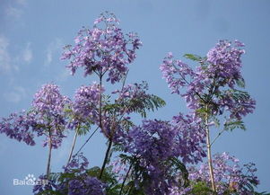 台湾种蓝花楹为何开花还有叶子