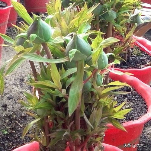 盆栽芍药花前花后都要修剪,把握芍药花的修剪重点才能花开满枝