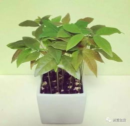 吃完龙眼把籽留下,把它种成美丽的盆花