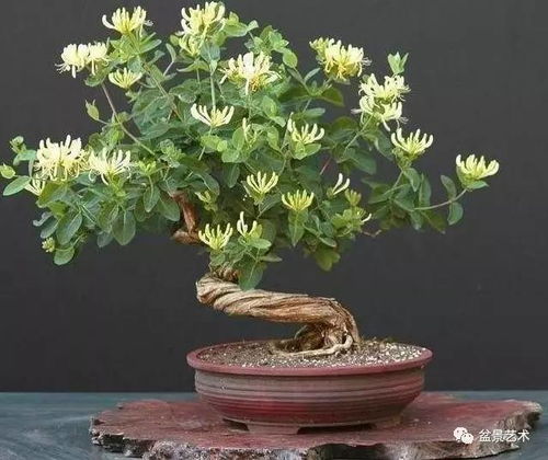 金银花的栽培管理