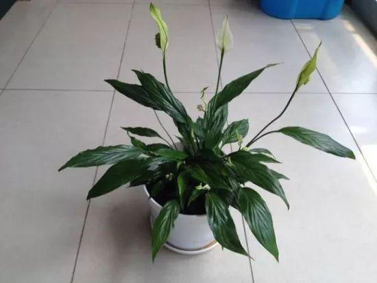 卧室适合养什么植物 室内植物养殖有讲究