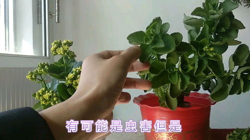 长寿花叶片发软打卷,黯淡无光是怎么回事
