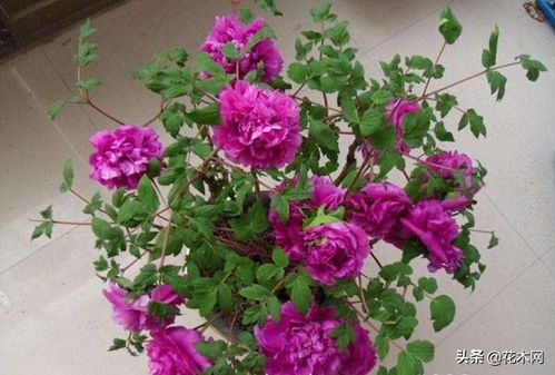 盆栽芍药花前花后都要修剪,把握芍药花的修剪重点才能花开满枝