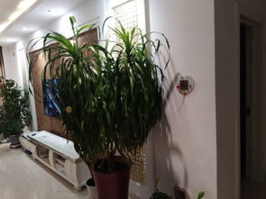 龙血树花太高怎么修剪