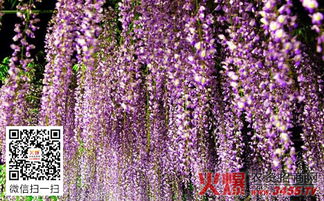 紫藤花怎么种,紫藤花种子怎么种