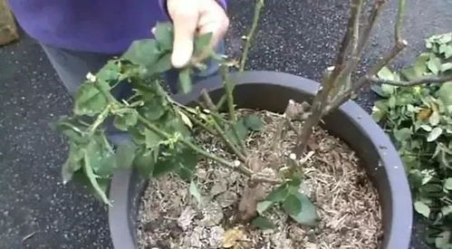 这16种花冬天越浇越死,3个月不管,反而越长越好