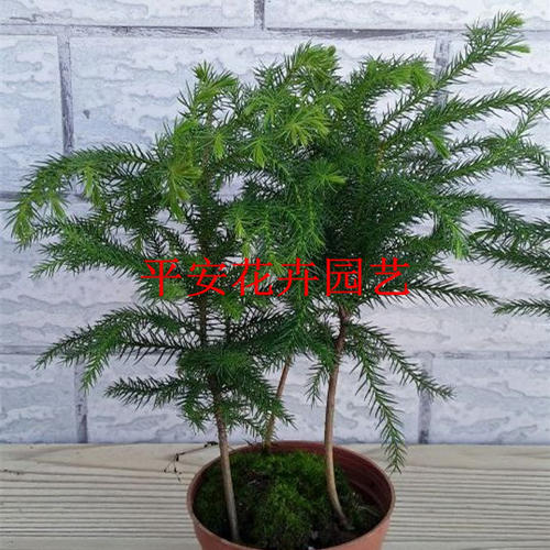 家中养常青树好嘛 大福星和华夏常青树哪个好