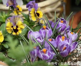 番红花不开花,复花难做好3点,花开不断,二次开花照样爆盆
